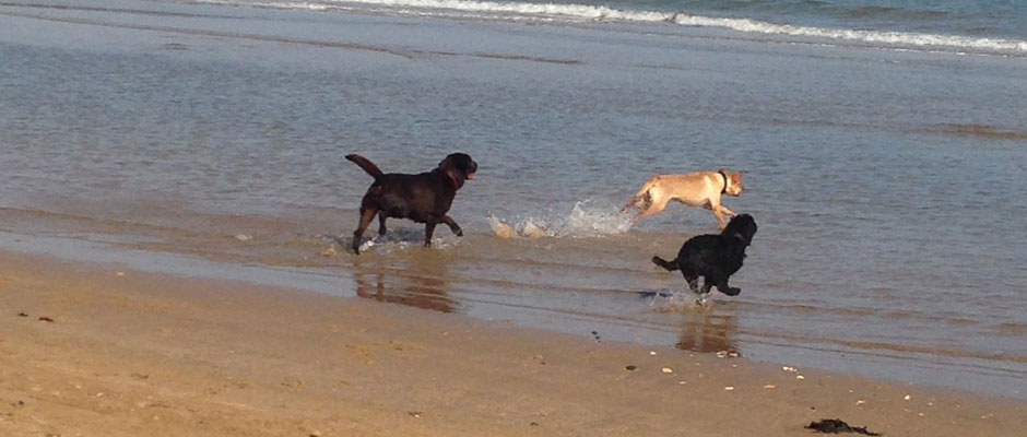 Dogs Playing on Beach